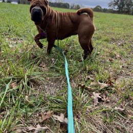 Red - Chinese Shar-Pei