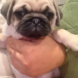 Apollo - Fawn male Pug puppy in Chula Vista, California from House of Pugs and French BullDogs
