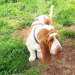 Lucy - Basset Hound