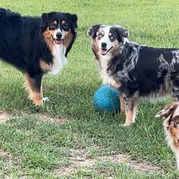 Australian Shepherd All Grown Up from Muckalee Lane Aussies