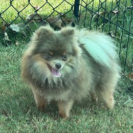 Willow - Pomeranian