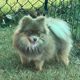 Willow - Pomeranian