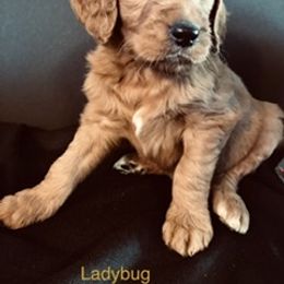 Goldendoodle Puppies from Cindy Totten
