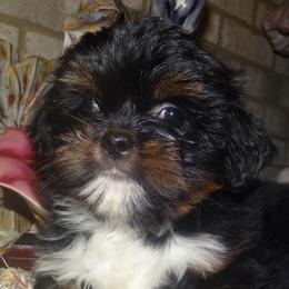 AKC CICI - Black and tan female Lhasa Apso puppy in Fort Washington, Maryland from GyanGanj Lhasa Apso