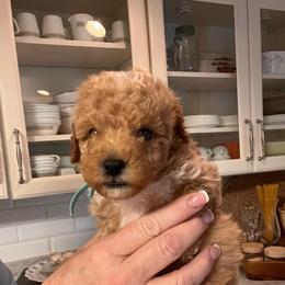 George - Parti male Goldendoodle puppy in Fairmont, West Virginia from Robin Nelson