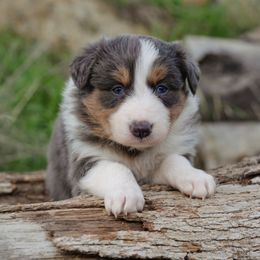 Quincy - White and blue male Border Collie puppy in Fresno, California from Alpine Tails