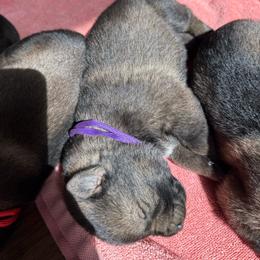 P'Purple Female 2 - Sable female German Shepherd puppy in Alum Creek, West Virginia from Stay Wild K9