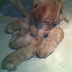 Labrador Retriever and Welsh Springer Spaniel Puppies from Puget Sound Labrador Retriever Association