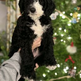 Phantom - Black and white male Sheepadoodle puppy in Thornville, Ohio from Four Front Doodles & Friends