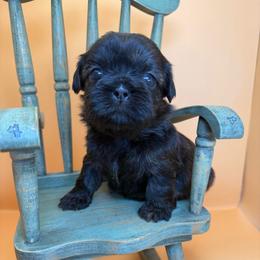 Neva - Brindle female Shih Tzu puppy in Abilene, Texas from L&L Euro Boxers and Small Town Shih Tzus