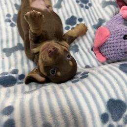 Chris - Chocolate and cream male Dachshund puppy in Irving, Texas from DFW Dachshunds by G & S