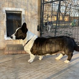 SA Bunny - Brindle and white Cardigan Welsh Corgi puppy in Utah from Funshine Kennels