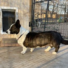 SA Bunny - Brindle and white Cardigan Welsh Corgi puppy in Utah from Funshine Kennels