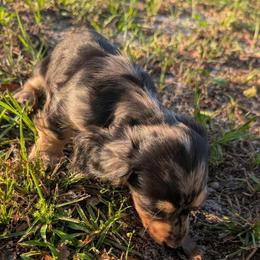 Ares - Dapple male Dachshund puppy in Winter Haven, Florida from Katrina's Punk Rock Dachshunds