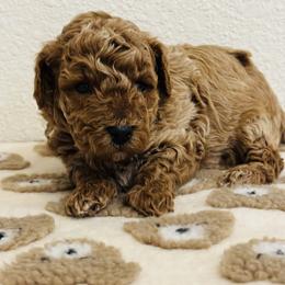 Cavapoo, Cockapoo, Goldendoodle, and Maltipoo Puppies from Perdue Puppies
