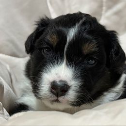 Story - Black tri-color female Australian Shepherd puppy in West Virginia from Mountain Trail Aussies