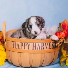 Bordoodle Puppies from 2J 2K Bordoodles