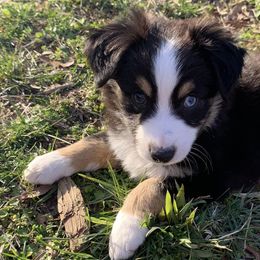 Miniature Australian Shepherds and Toy Australian Shepherds from Goading Glee Glade