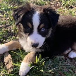 Miniature Australian Shepherds and Toy Australian Shepherds from Goading Glee Glade