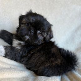 Minnie mouse - Brindle female Shih Tzu puppy in Las Vegas, Nevada from Vegas Shih Tzus