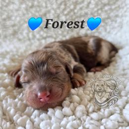 Forest - Merle male Goldendoodle puppy in Chattanooga, Tennessee from Hilltop Cuddle Pups