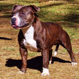 Staffordshire Bull Terriers from Hardknox Staffords