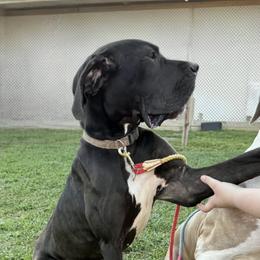 Great Dane puppies from Southern Barron Danes & Dachshunds