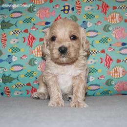 Tide - Apricot male Australian Labradoodle puppy in Hackettstown, New Jersey from Sunny Heart Doodles