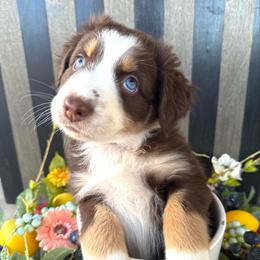 Iris - Red tri-color female Australian Shepherd puppy in Mesa, Arizona from Four Peaks Aussies