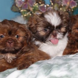 Shih Tzu Puppies from Sugar and spice shih Tzu