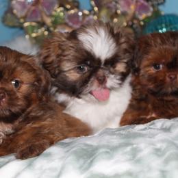Shih Tzu Puppies from Sugar and spice shih Tzu