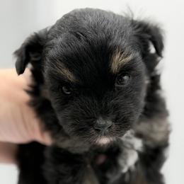 Smudge - Black tri-color male Aussiedoodle puppy in Daphne, Alabama from Darling Australians