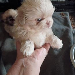 Trousers - Cream male Pekingese puppy in Burns, Kansas from Pekingese Dynasty