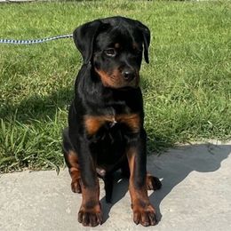 Chevy Von knight enterprise - Black and mahogany Rottweiler puppy in Jeffersonville, Indiana from Rottweiler von knight enterprise