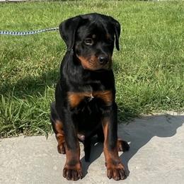 Chevy Von knight enterprise - Black and mahogany Rottweiler puppy in Jeffersonville, Indiana from Rottweiler von knight enterprise
