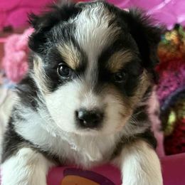 Miniature American Shepherd puppies from Faithland Miniature American Shepherds