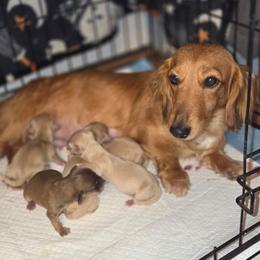 Dachshund puppies from Samy's Dachshund Den