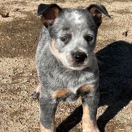 Ridley - Blue male Australian Cattle Dog puppy in Menifee, California from CLS Australian Cattle Dogs