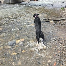 Labrador Retriever All Grown Up from Rocky Mountain Dogs - Utah