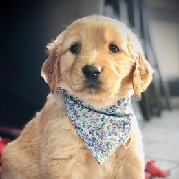 Dachshund and Golden Retriever Puppies from Wyo Dachshunds & Goldens