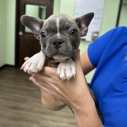 Boy 6 - Boston Terrier puppy in Chickamauga, Georgia from Aiguier's Bostons