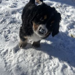 Bernese Mountain Dog Puppies from Bastian Mountain Dogs