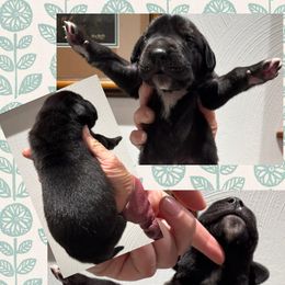 GRAVY - Black male Great Dane puppy in Bolivar, New York from Prophecy Danes