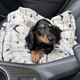 Dachshund Puppies from Dash of Love