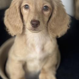 Holden - Cream male Dachshund puppy in Bentonville, Arkansas from Boujee Buns Dachshunds