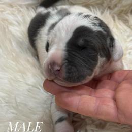 Blue harlequin - Blue male Great Dane puppy in Greenville, South Carolina from Allen’s Ridge Ranch
