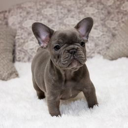 Chihuahua and French Bulldog Puppies from Destiny Chihuahuas