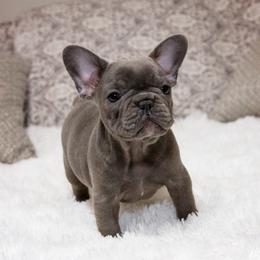 Chihuahua and French Bulldog Puppies from Destiny Chihuahuas