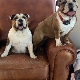 Bulldog All Grown Up from Classic City Bulldogs