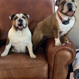 Bulldog All Grown Up from Classic City Bulldogs